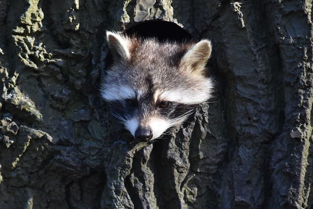 raccoon